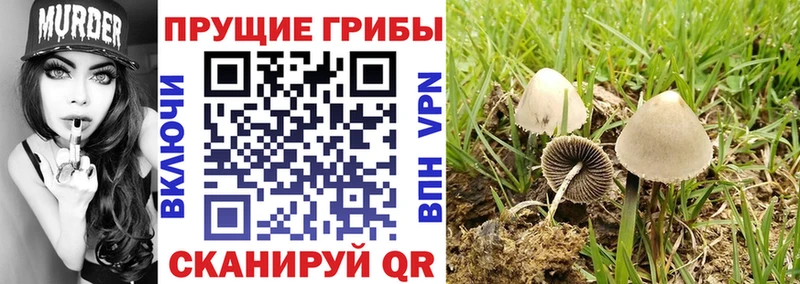 Псилоцибиновые грибы Psilocybe  kraken зеркало  Бугуруслан 